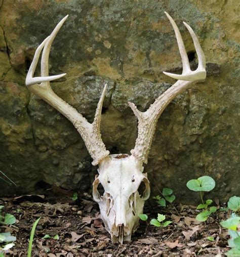 How to Clean Antlers: The Complete Guide - Mom Goes Camping