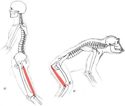 Evolution of human locomotion | EurekAlert!