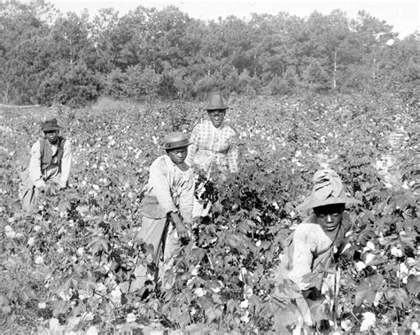 Cotton Plantations Slavery