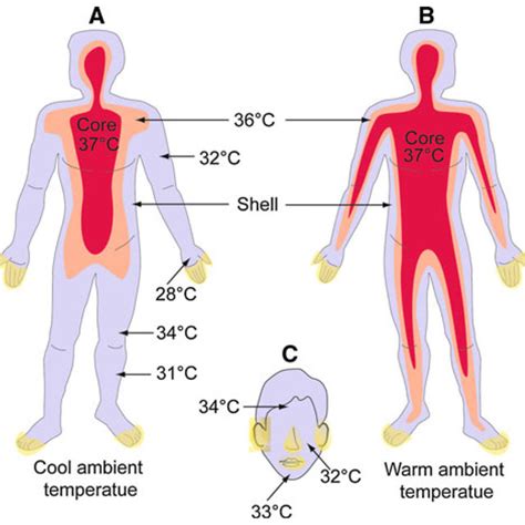 Diagrammatic illustration of body temperature in the human body. a In ...