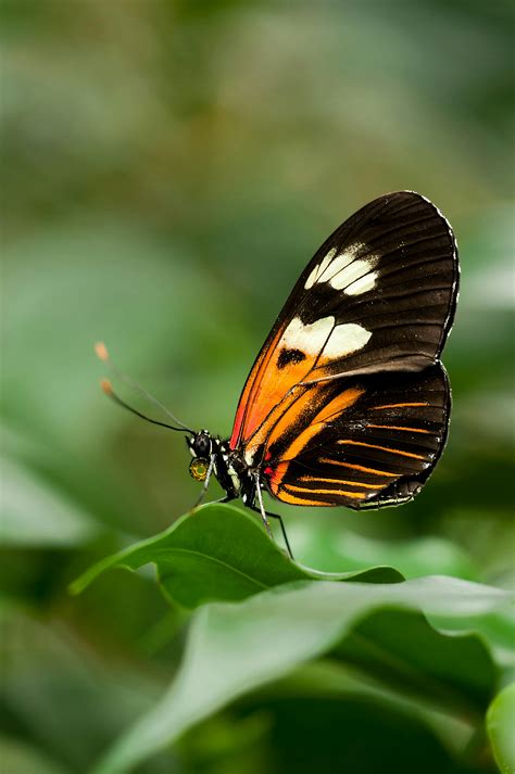 Introduce 55+ imagen papillon noir blanc orange - fr.thptnganamst.edu.vn