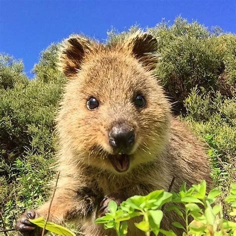 An Australian Quokka. The happiest animal on Earth Pic thanks to @trig ...