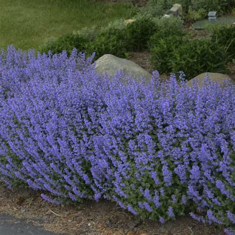 Purrsian Blue Catmint - #1 Container - Grimm's Gardens