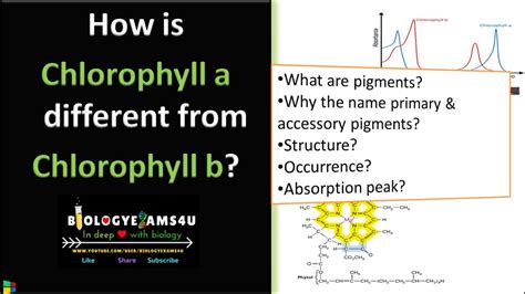 Difference between Chlorophyll a and Chlorophyll b in photosynthesis ...