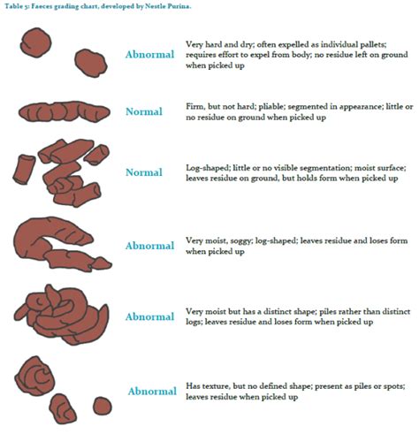 7 Most Common Dog Diseases: Sign and Treatments