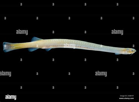 Candiru catfish hi-res stock photography and images - Alamy