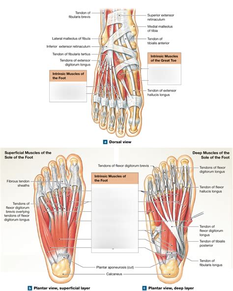 Intrinsic muscles of foot Diagram | Quizlet