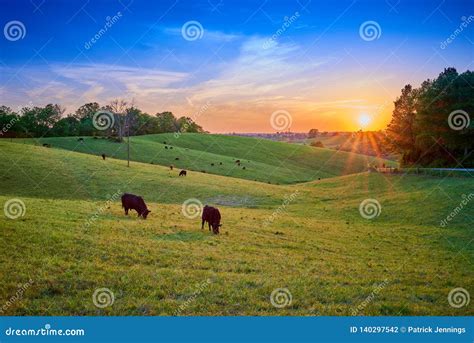 Field of Cows Grazing at Sunset Stock Photo - Image of cattle, cows: 140297542