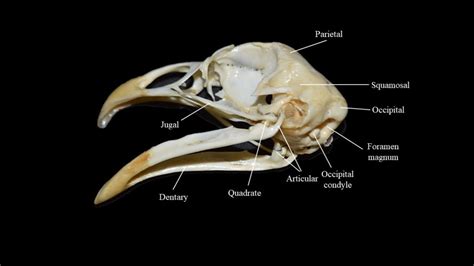 Pigeon skull | Atlas of Comparative Vertebrate Anatomy