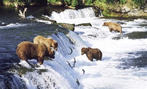 Animals Plants Rainforest: Brown bears on Kodiak Island, Alaska