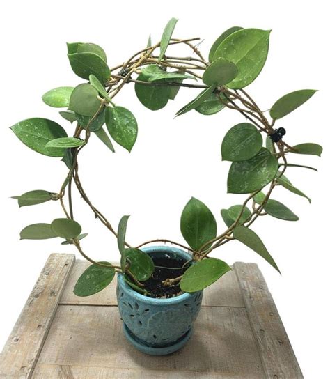 Hoya Infinity Trellis Perfect for indoor vining houseplants | Etsy | Plants, House plants ...
