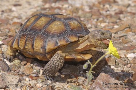 Red Cliffs Desert Reserve » Mojave Desert Tortoise (Gopherus agassizii)