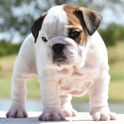 Skin Care for English Bulldogs | WB Bulldogs Health & Training