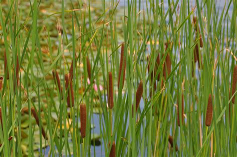 Free Images : nature, lawn, meadow, prairie, leaf, flower, reed, green ...