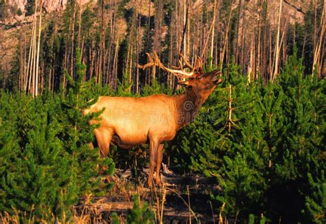 Bull Elk Bugling in Pines stock photo. Image of game - 11818196