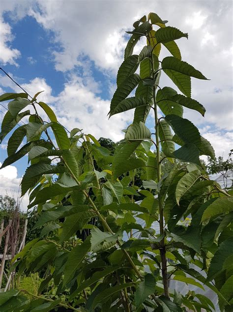 Bing Cherry Tree – Urban Seedling