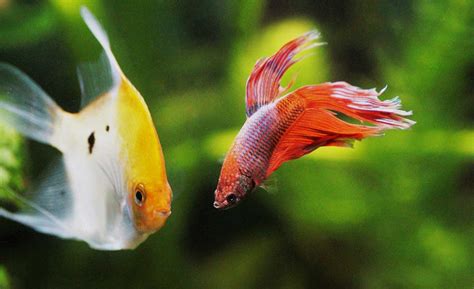 The Coolest Freshwater Aquarium Fish Varieties - Aquariumfreaks.com