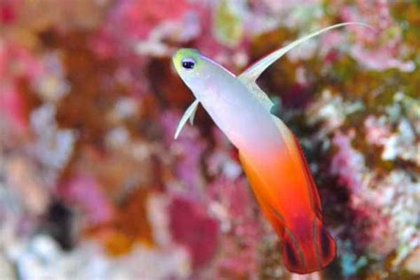 Saltwater firefish goby: quick facts, care guide, diet and more