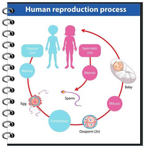 infografía del proceso de reproducción humana 1427844 Vector en Vecteezy