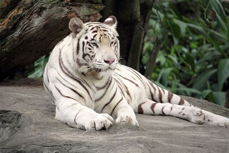 Bengal Tiger White Animal - Free photo on Pixabay - Pixabay