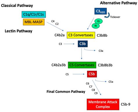 JCM | Free Full-Text | Expanding the Role of Complement Therapies: The ...