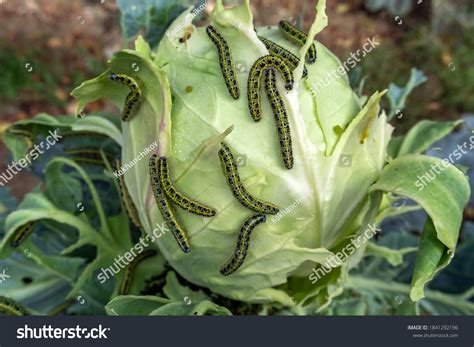 6,680 Pests Cabbage Images, Stock Photos & Vectors | Shutterstock