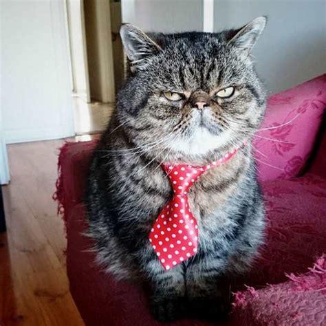 Cats in Business Attire (15 Pics) | Pleated Jeans