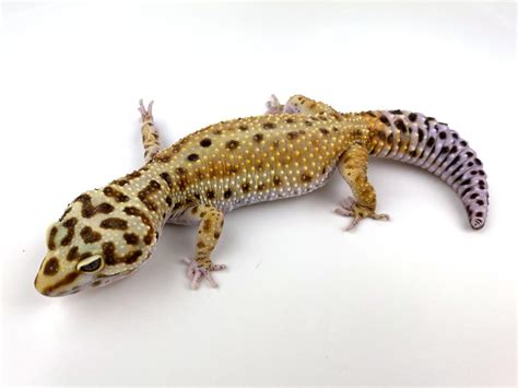 High Yellow - Leopard Gecko Traits - Morphpedia