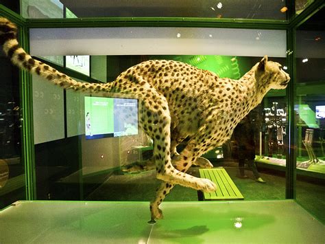 Cleveland Museum of Natural History 01-18-2019 110 -Cheeta… | Flickr