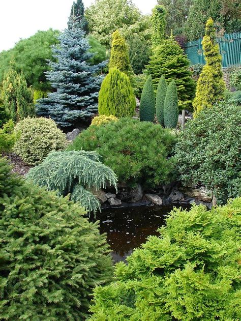 Dwarf Conifers | Evergreen landscape, Conifers garden, Evergreen garden