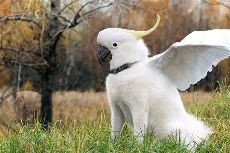 Bird Hybrid Photo - The Amazing World of Hybrid Parrot Birds | Parrot pet, Pet birds, African ...