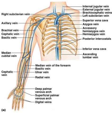 arteries veins and nerves of arm from an anterior front view labeled ...