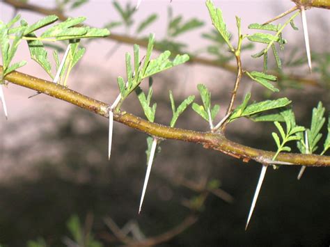 Thorny Bush - ARUNACHALA GRACE