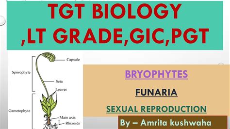 TGT BIOLOGY , BRYOPHYTES :- FUNARIA :- structure & development of ...