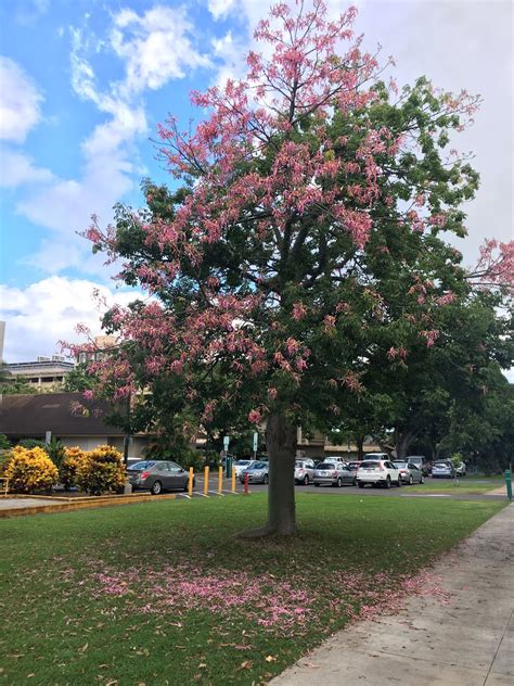 Ceiba speciosa (Silk Floss Tree)