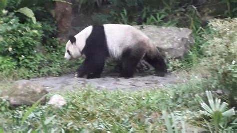 Taipei Zoo: Panda in buiten verblijf - YouTube