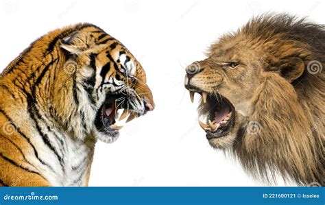 Side View of a Lion and a Tiger Roaring Ready To Fight Stock Image ...