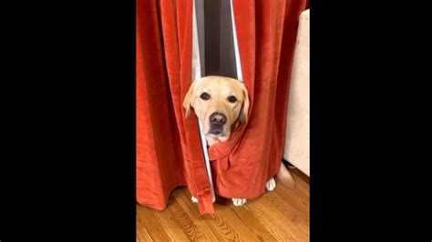 Dog scared of vacuum cleaner warns netizens about ‘monster’ in adorable ...