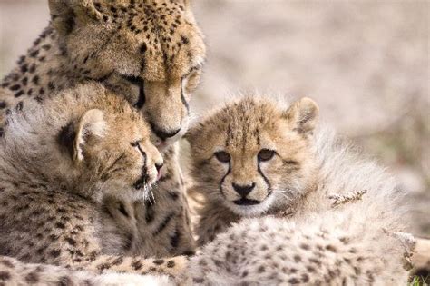 Cheetah Mother With Cubs - Feline Facts and Information