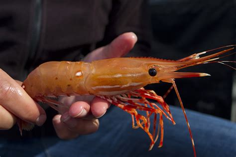 How to Clean Spot Prawns - Valdez Outfitters, Valdez Alaska Fishing Charters & Alaska ...