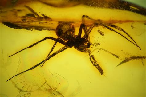 Fossil Spider (Araneae) & Springtail (Collembola) in Baltic Amber (#142231) For Sale - FossilEra.com