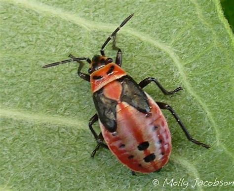 small milkweed bug nymph - Lygaeus kalmii - BugGuide.Net