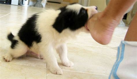 The Right Approach To Stop Border Collie Puppy Biting