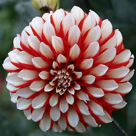 80 Colors Dahlia Seeds,100pcs/pack