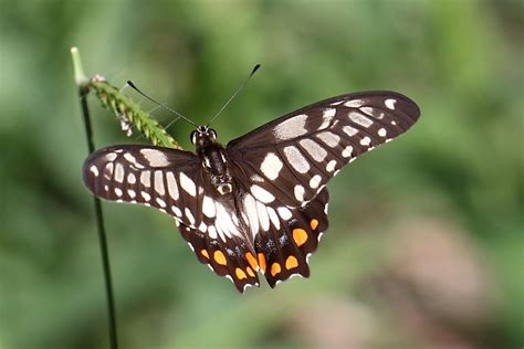 Townsville butterflies: Dainty Swallowtail and Lemon Migrant