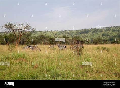 Rwanda. Akagera National Park Stock Photo - Alamy