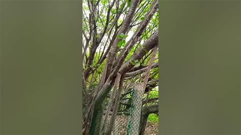 Thimmamma Marrimanu || Banyan tree || Andhra Pradesh#banyantree #anantapur#tree #naturevideo# ...