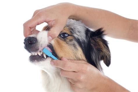 Pet Dental Health: Fact or Fiction? | Cummings School of Veterinary ...