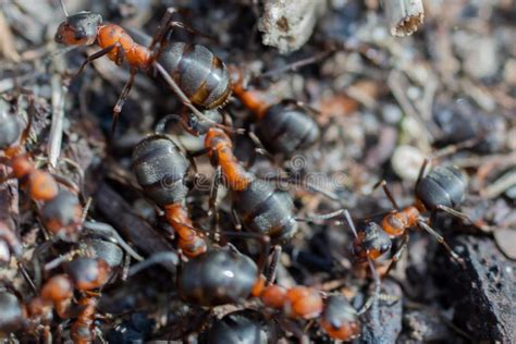 Ant Hill Red Forest Ants Close-up. Red Ants on Forest Floor Stock Image - Image of fable ...