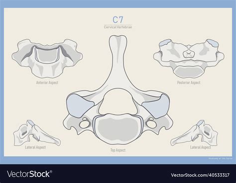 Anatomy of the 7th cervical vertebra Royalty Free Vector